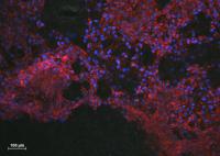 Neurons growing without ink