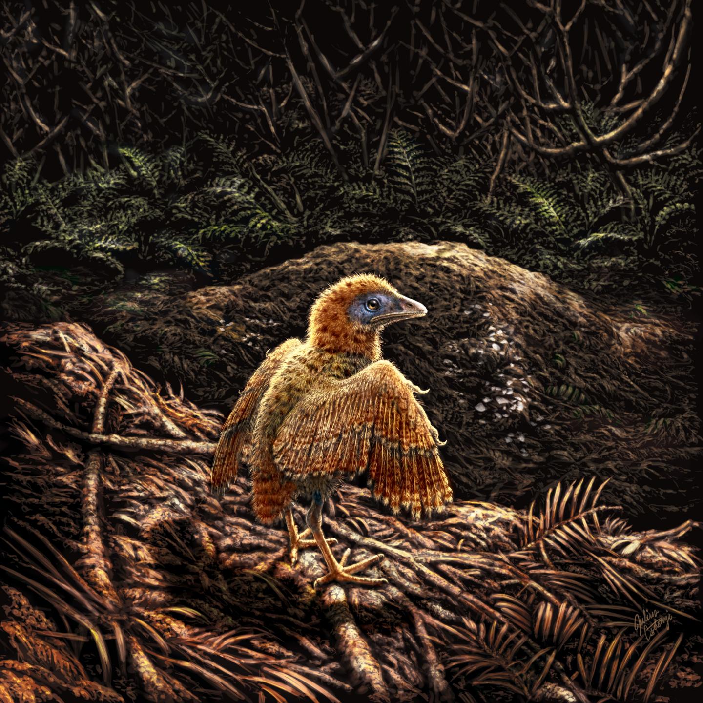 A Bird Hatchling Leaving Its Nest Shortly after Birth
