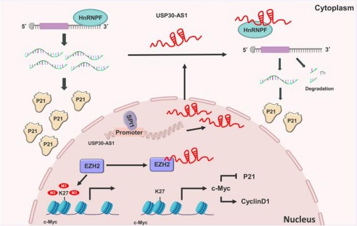 The schematic diagram illustrating that nuclear and cytoplasmic coordinately regulate breast cancer progression.