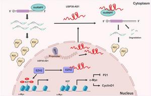 The schematic diagram illustrating that nuclear and cytoplasmic coordinately regulate breast cancer progression.