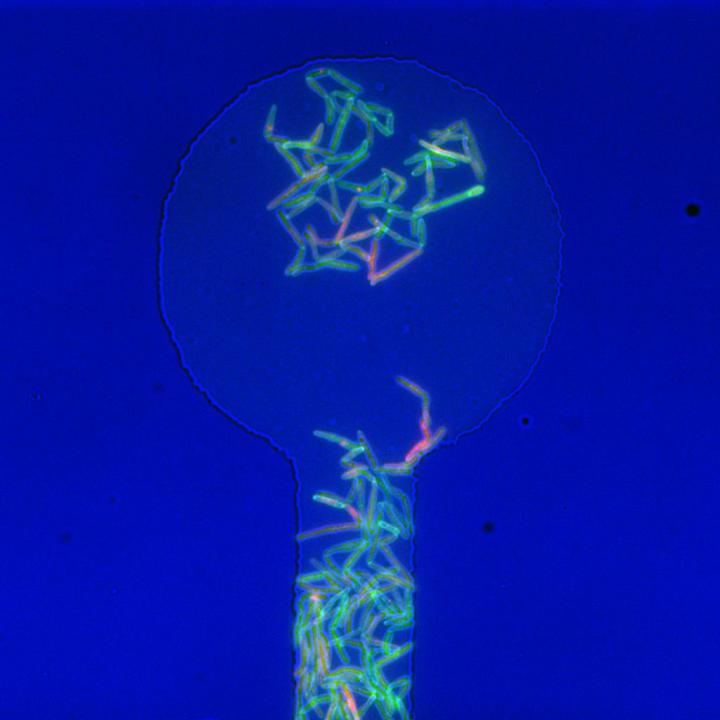 Mycobacteria Growth 2