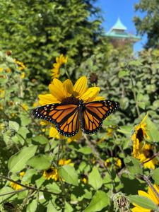 Monarch butterflies (Danaus plexippus) only use magnetic cues for migratory directionality with orientation re-calibrated by coldness