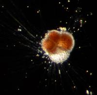 Live Foraminifera in Culture