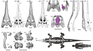 Hanyusuchus sinensis