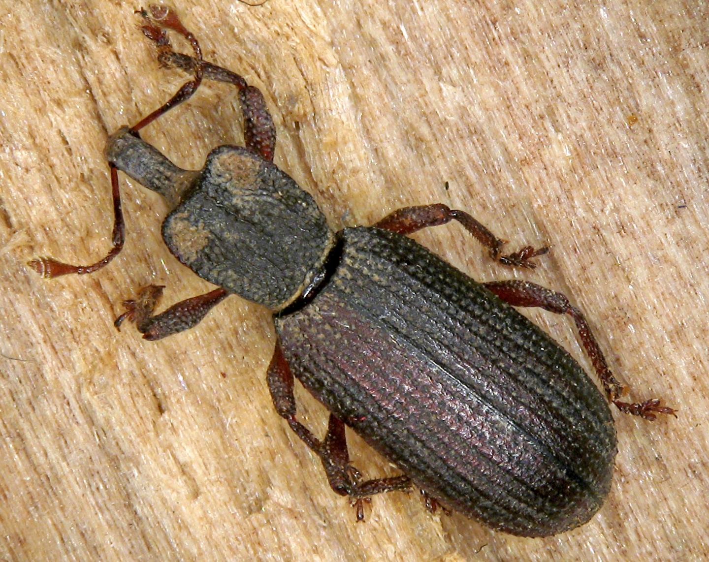 New Beetle Emerges from Gran Canaria's Subsoil