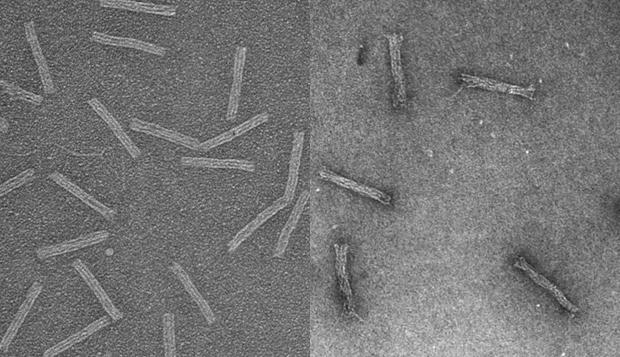 DNA 'Trojan Horse'
