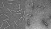 DNA 'Trojan Horse'