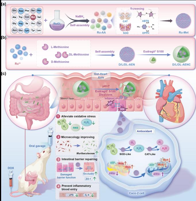 Oral chirality-engineered nanozyme protects the heart by modulating the gut-heart axis