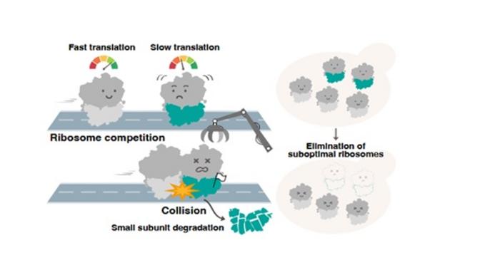 Ribosome competition drives selective degradation of suboptimal ribosomes