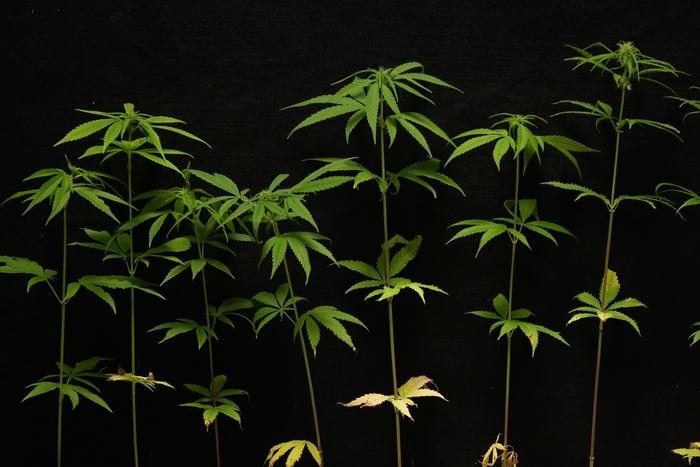 Photo of cannabis