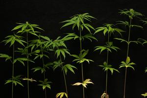 Photo of cannabis