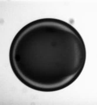 Formation of a Multiple Emulsion Droplet