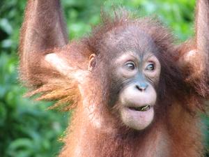 Orangutan smiling