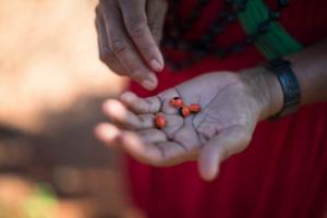 Seeds collected by Indigenous groups in the Amazon, Brazil.