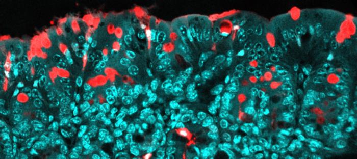 Molecules passing through the colon epithelium via specialized pathways