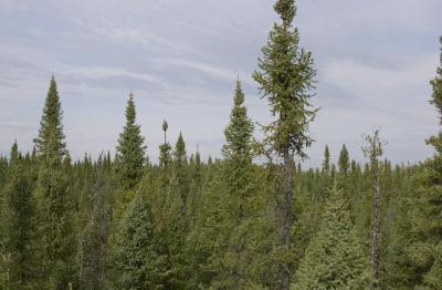 Above the Tops