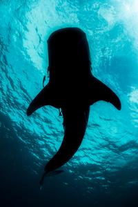 Whale sharks
