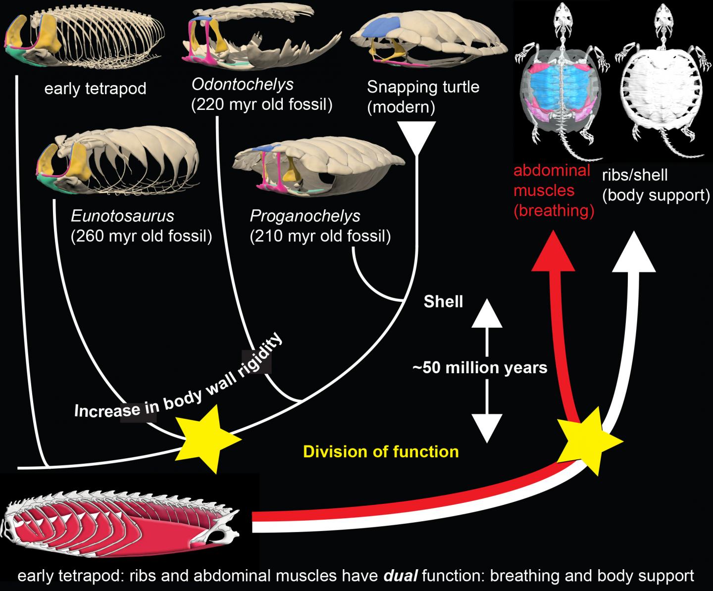 Early in the Evolution of the Turtle Body