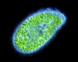 Paramecium