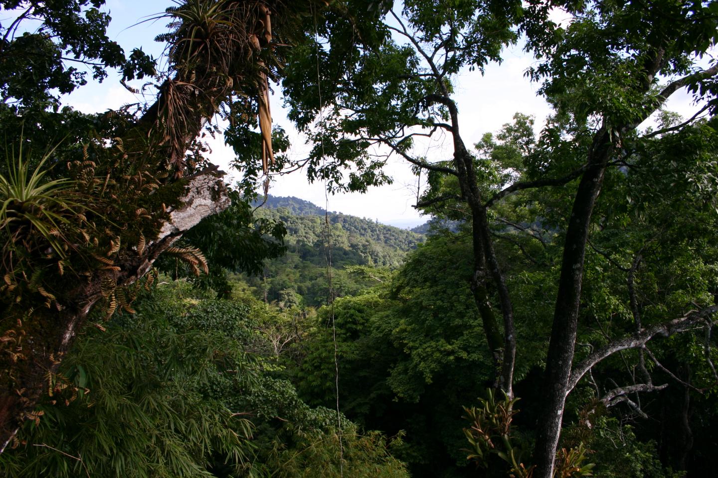 Forest in Trinidad