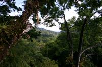 Forest in Trinidad
