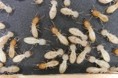 Termites Eavesdrop on Competitors to Survive (1 of 2)