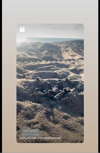 Loggerhead sea turtle hatchlings emerge from their nest
