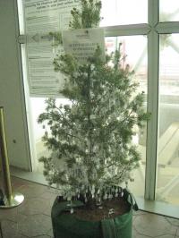 One of the Trees Studied