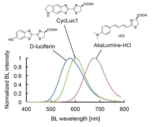 Bioluminescence Emission Spectra of D-luciferin, CycLuc1 or AkaLumine-HCl