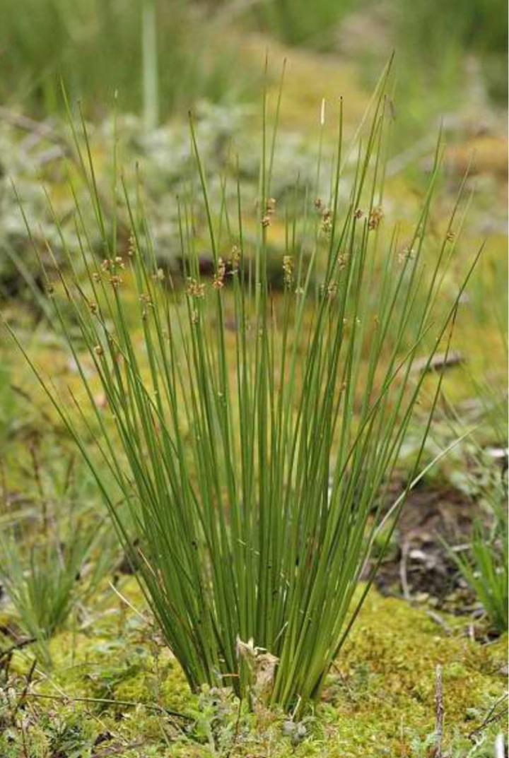 <i>R. tenuis</i>