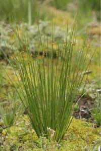 <i>R. tenuis</i>