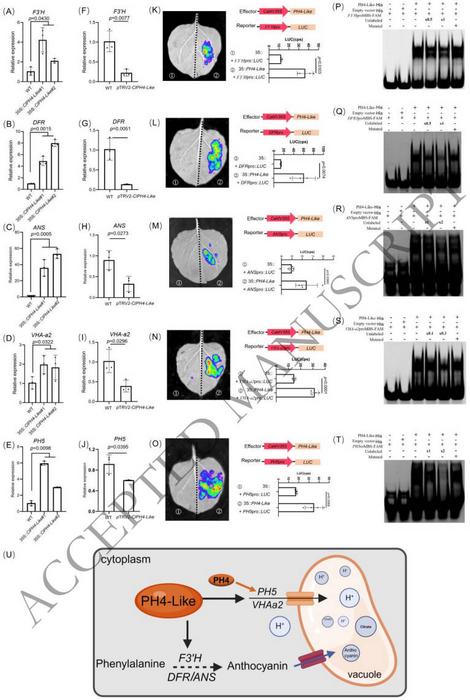 PH4-Like positively regulated the expression of citric acid and anthocyanin-related pathways genes.