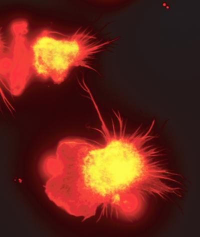 Macrophage