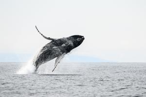 Jump!