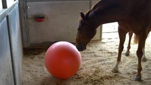 Horse with activity ball