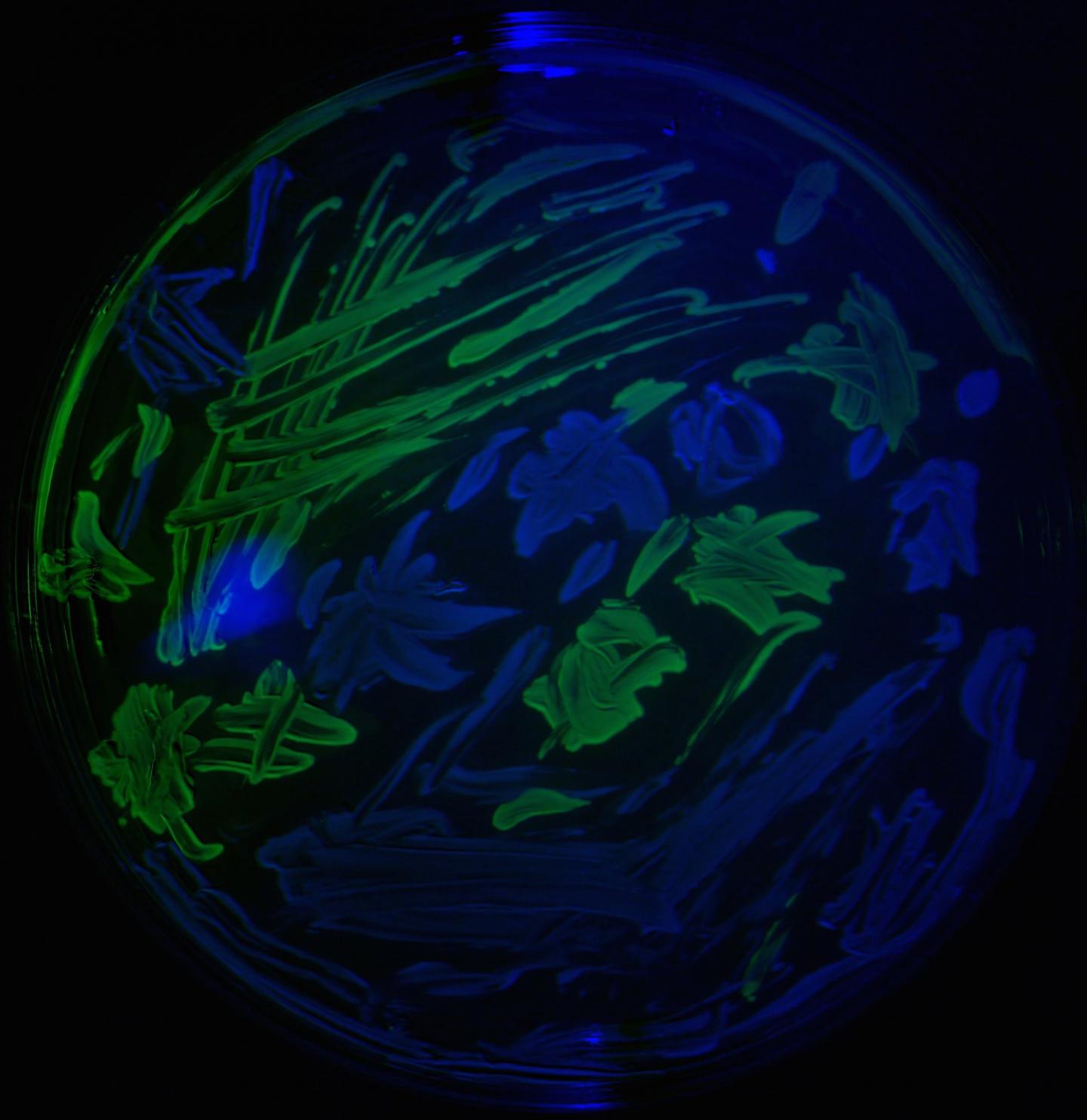 <i>E. coli</i>