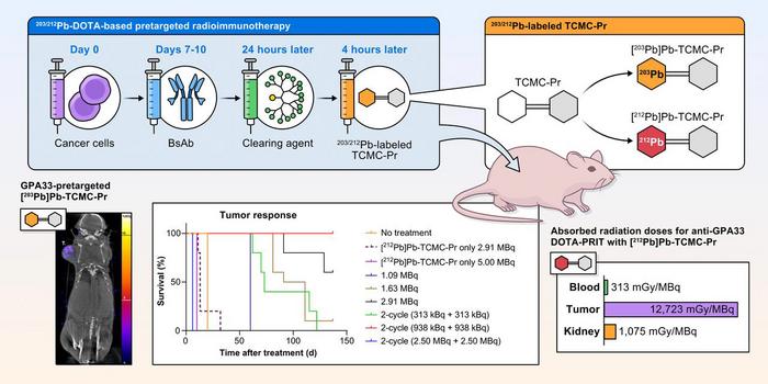 203/212Pb-DOTA-based pretargeted radioimmunotherapy against the glycoprotein GPA33 antigen.