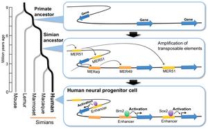 Model for the evolutionary expansion of human gene regulatory networks mediated by transposable elements