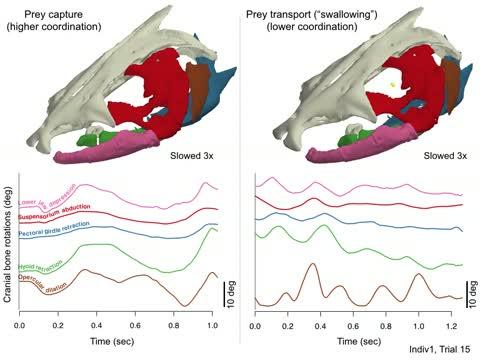 A Visual Abstract of How Catfish Catch Prey