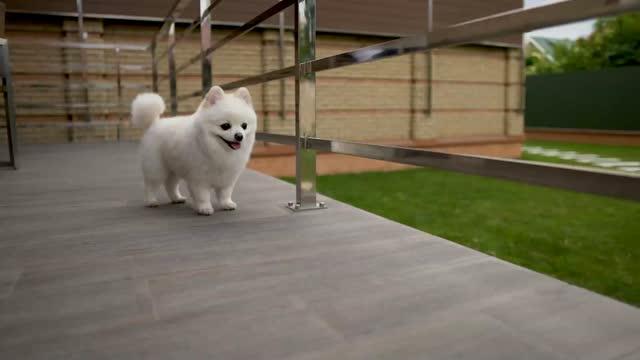 Pandemic pets and older adults