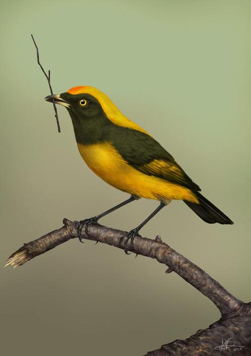 A reconstruction of Aeviperditus gracilis.