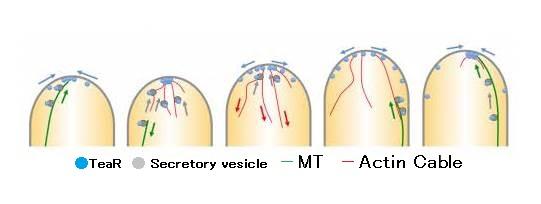The Mechanism of Maintaining Cell Polarity Visualized by Super-Resolution Microscope