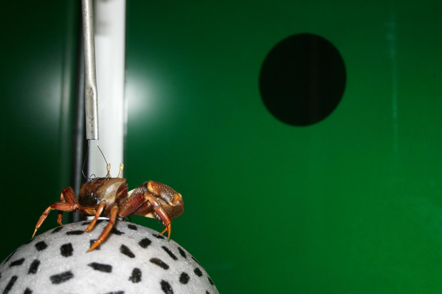 Parallel Processing of Polarization and Intensity Information in Fiddler Crab Vision (2 of 2)