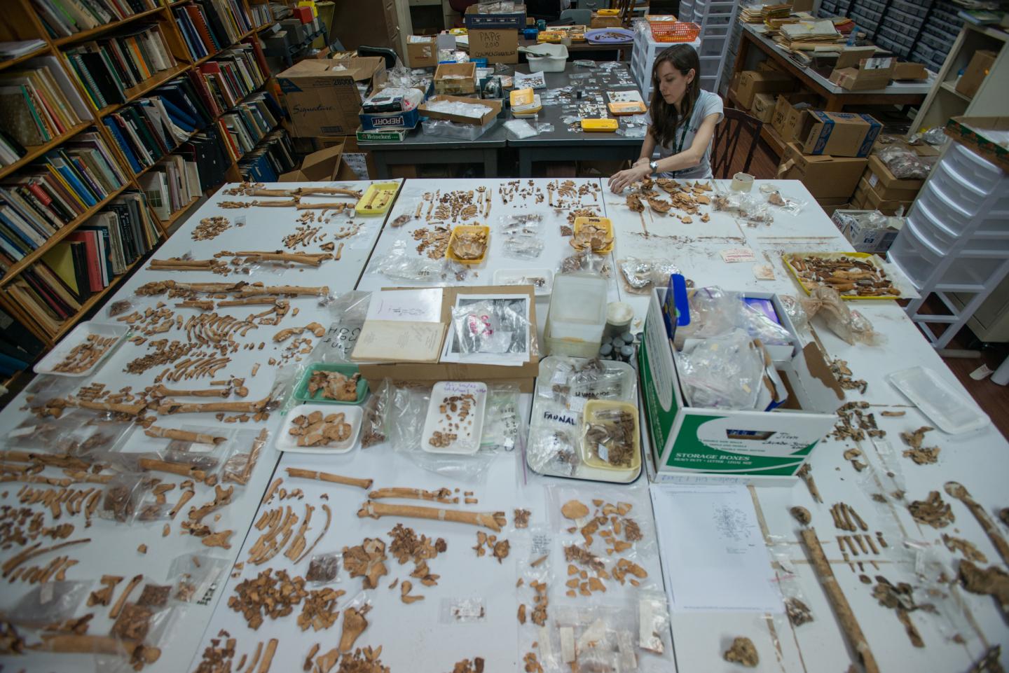 Nicole Smith-Guzmán, Smithsonian Tropical Research Institute