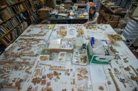 Nicole Smith-Guzmán, Smithsonian Tropical Research Institute