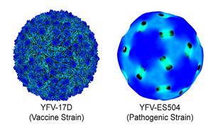 Images of yellow fever virus.