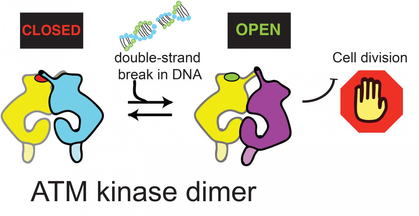 'Structures of Closed and Open Conformations of Dimeric Human ATM' (1 of 2)