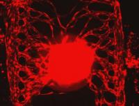 Fluorescence through a Vascularized Culture