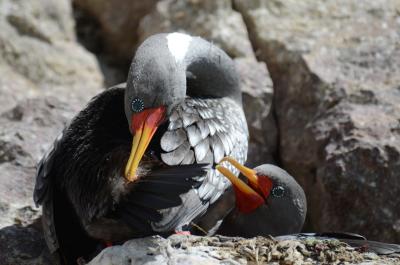 Red-Legged Cormorant