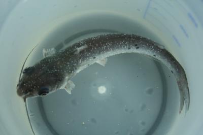Fish Disease